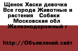 Щенок Хаски девочка - Все города Животные и растения » Собаки   . Московская обл.,Железнодорожный г.